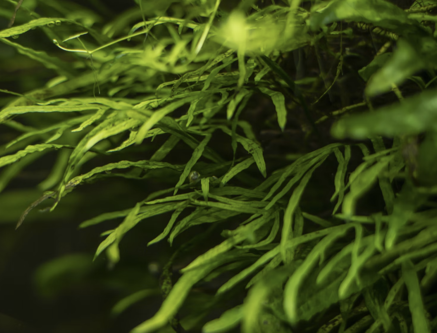 Un estudio de IFFO ve promesas en algas y proteínas unicelulares